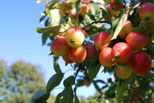 Paradisäpple, Obuolys, Vasara