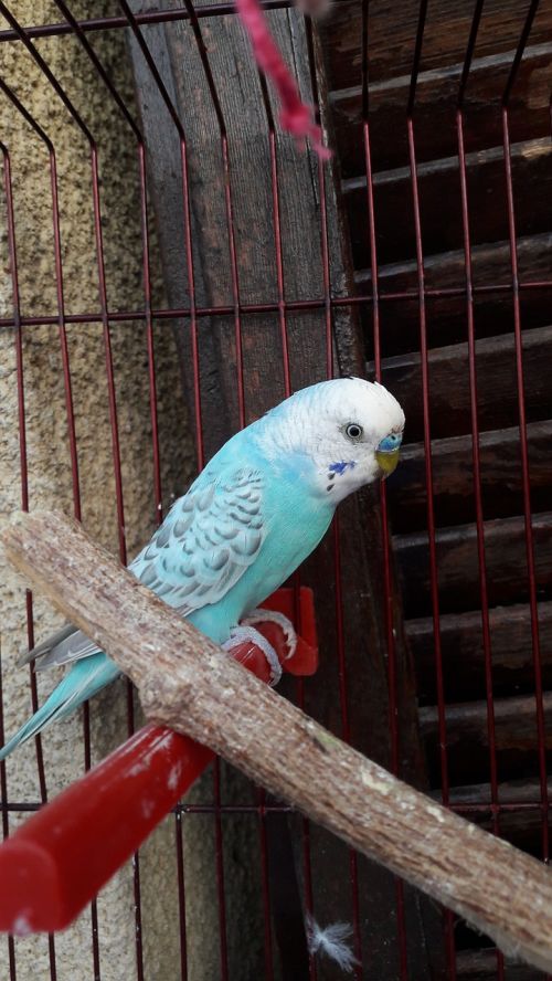 Parakeet, Paukštis, Mėlynas