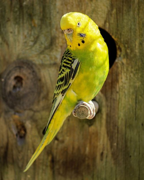 Parakeet, Geltonas Parakeetas, Žalias Parakeetas, Paukštis, Papūga, Naminis Gyvūnėlis