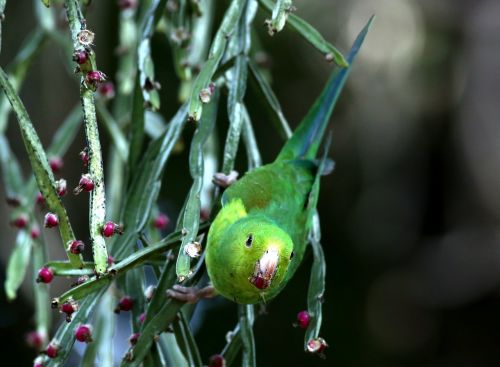 Parakeet Green, Maitinimas, Paukštis, Brazilijos, Laukiniai, Atogrąžų Paukščiai