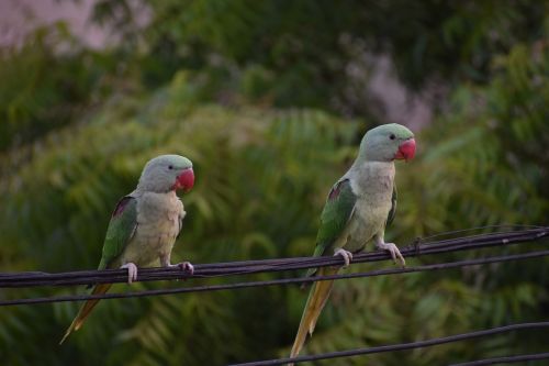 Parakeets, Papūgos, Pora, Paukščiai