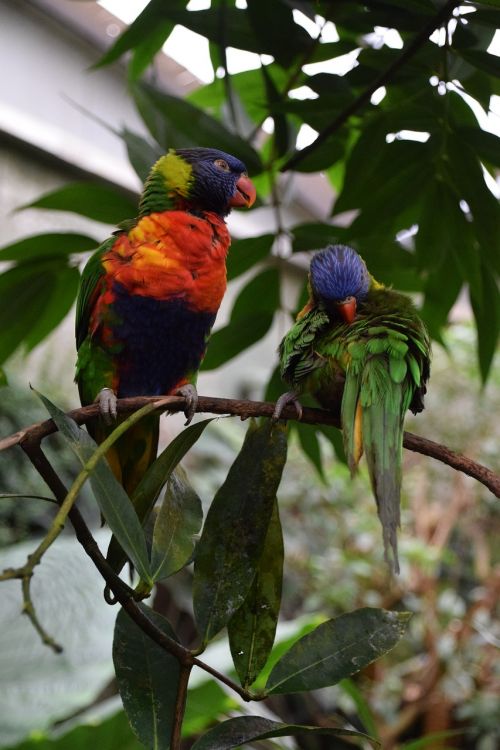 Parakeets, Plumėjimas, Egzotinė Paukštis, Gamta