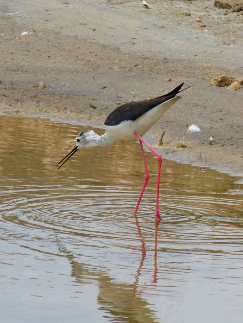 Parc Natural De Delta De Lebre, Stilt, Ebro Delta, Laguna, Pelkė, Himatopus Himantopus