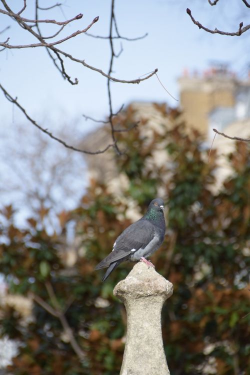 Paris, Balandis, Gamta