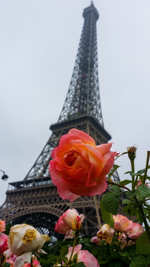 Paryžius,  Bokštas,  Eifelio Bokštas,  Struktūra,  Gėlė,  Augalai