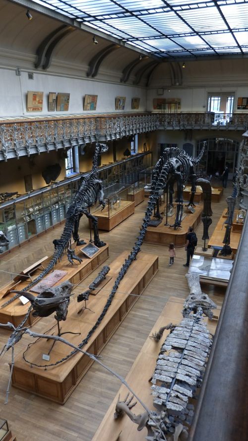 Paris, Muziejus, Dinozauras, Skeletas, Kaulas, Priešistoriniai Laikai