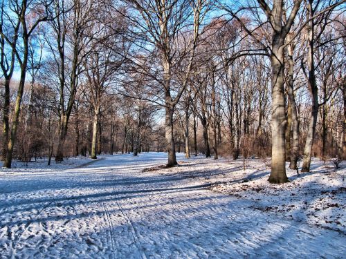 Parkas, Žiema, Tiergarten, Berlynas, Sniegas, Medžiai, Žiemą, Snieguotas