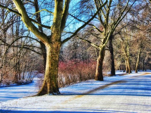 Parkas, Žiema, Toli, Tiergarten, Berlynas, Sniegas, Medžiai, Žiemą, Snieguotas