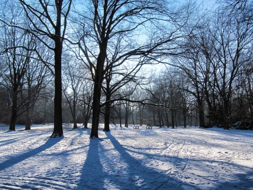 Parkas, Žiema, Tiergarten, Berlynas, Sniegas, Medžiai, Žiemą, Snieguotas, Nuotaika