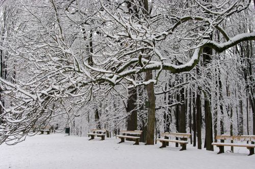 Parkas, Stendas, Žiema, Ledas, Apledėjimas, Kraštovaizdis, Šaltis