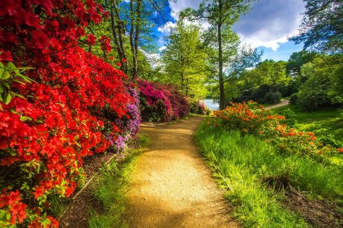 Parkas, Virginia Water, Gėlės, Pavasaris, Anglija