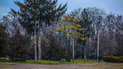 Parkas, Kunigaikštis, Odessa, Medžiai