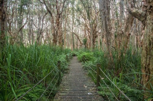 Parkas, Medžiai, Kelias, Centennial Park, Melaleuca Medžiai, Sidnėjus, Australia