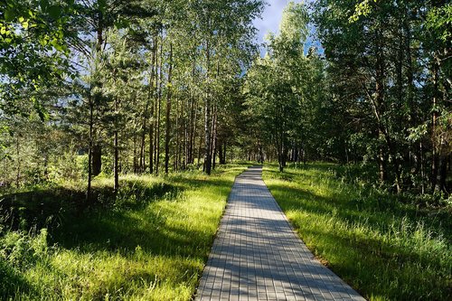 Parkas,  Pobūdį,  Vasaros,  Alėja,  Pasivaikščioti,  Žolės Aikštelė,  Ryški Šviesa