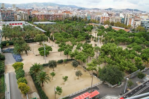 Parkas, Medis, Gatvė, Barcelona, Ispanija