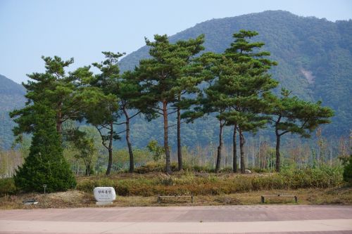 Parkas, Chuncheon, Nami, Jaraseomas, Korėja, Korėjos Respublika, Mediena, Gamta, Ruduo, Kraštovaizdis