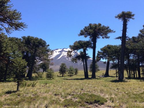 Nacionalinis Parkas,  Araucarias,  Čile Argentina
