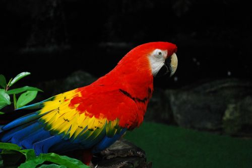 Papūga, Jurong Bird Park, Singapūras, Paukštis, Skristi, Sparnai, Plunksna, Laukinė Gamta, Snapas, Laukiniai, Laisvė, Lauke, Paukštis, Didingas, Padaras, Dykuma, Gamta, Žinduolis, Stuburas, Gyvūnas