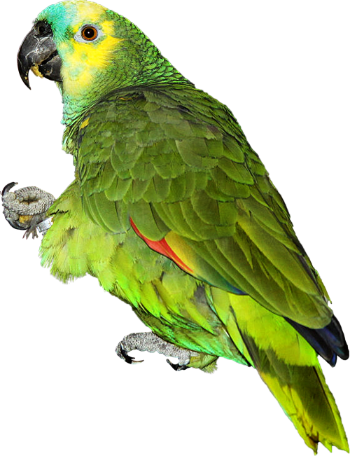 Papūga, Amazonės Mėlynos Kaktos, Paukštis, Spalvos, Png, Kirpimas, Gyvūnai, Žalias, Egzotiškas