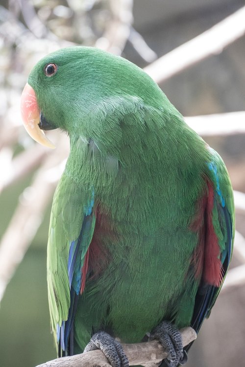 Parrot,  Zoo,  Gyvūnai,  Paukščiai Pobūdį,  Žalias