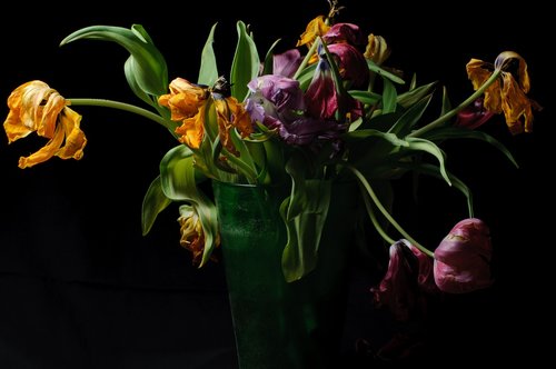 Parrot Tulpės,  Tulpės,  Gėlės,  Prarastas,  Strauss,  Vaza,  Tamsiai,  Skintos Gėlės