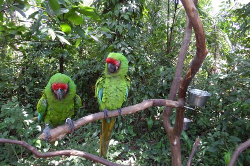 Papūgos, Macaw, Žalias