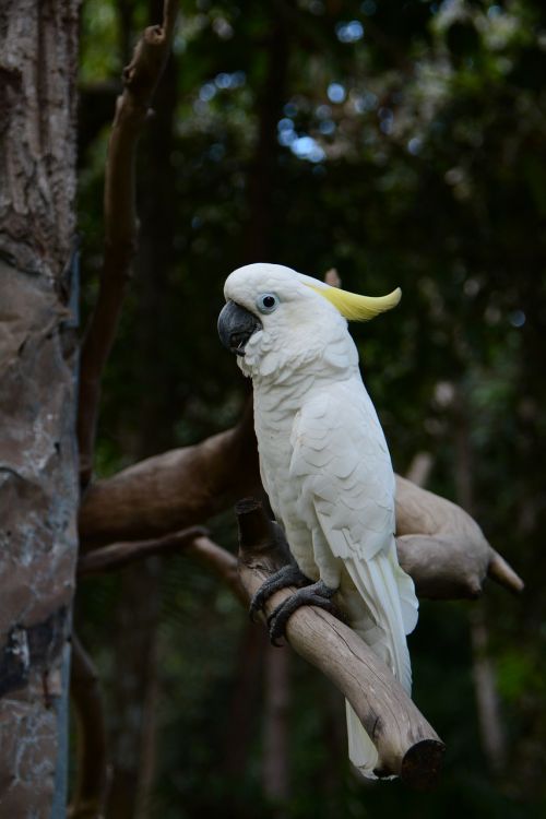 Paprikos Macaws, Zoologijos Sodų Forumai, Balta