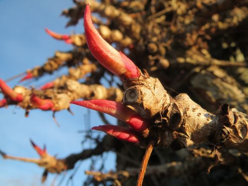Parthenocissus Quinquefolia, Virginia Creeper, Viktorijos Vijoklis, Penkių Lavų Gebenės, Penkių Pirštų, Budas, Flora, Botanika, Augalas