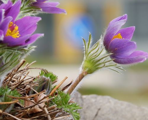 Pasque Gėlė,  Pulsatilla Patens,  Gėlė,  Žiedas,  Žydėti,  Varpai,  Violetinė,  Augalas,  Pasqueflower,  Ankstyvas Bloomer,  Sausas Augalas,  Pavasaris,  Augalų Stiebai,  Plaukai,  Purus,  Hahnenfußgewächs,  Pavasario Pranašys,  Be Honoraro Mokesčio