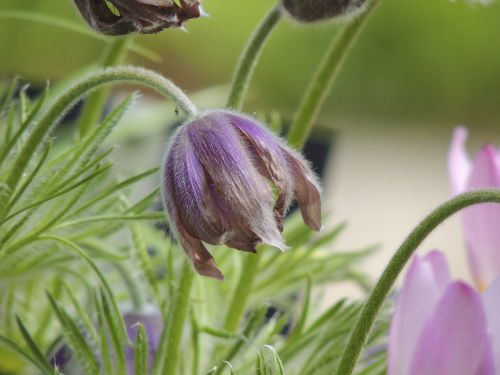 Pasque Gėlė, Alpine Pasqueflower, Makro, Pasqueflower, Plaukuotas, Plaukuotas Varnelis