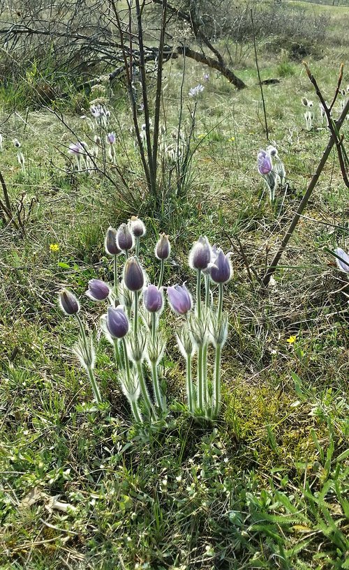 Zawilec,  Augalų,  Čekija,  Padijės Nacionalinis Parkas,  Pavasaris,  Moravija