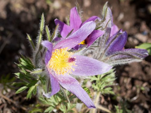 Pasqueflower, Kuechschenschelle, Gėlė, Gamta, Augalas, Sodas, Flora