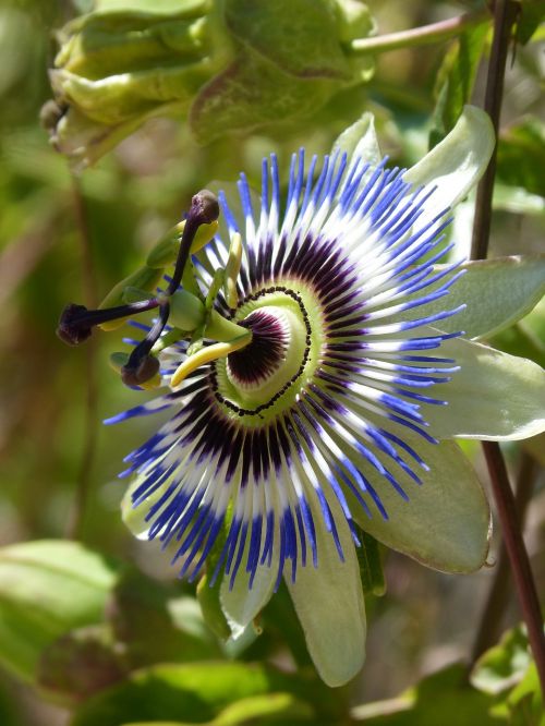 Pasiflora Caerulea, Pasiflora, Aistra Gėlė, Mėlyna Passionflower, Gėlė