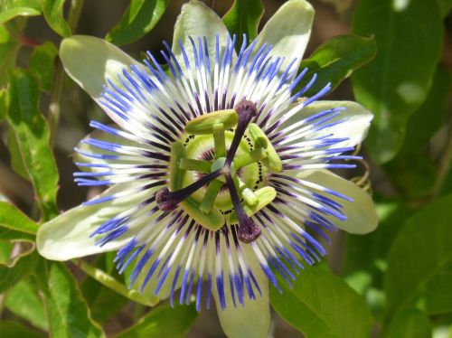 Pasiflora Caerulea, Pasiflora, Aistra Gėlė, Mėlyna Passionflower, Gėlė