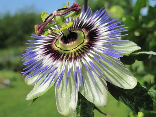 Aistra Gėlė, Gėlė, Žiedas, Žydėti, Augalas, Gamta, Egzotiškas, Uždaryti, Žydėti, Pasiflora, Sodas, Pistil, Vasara