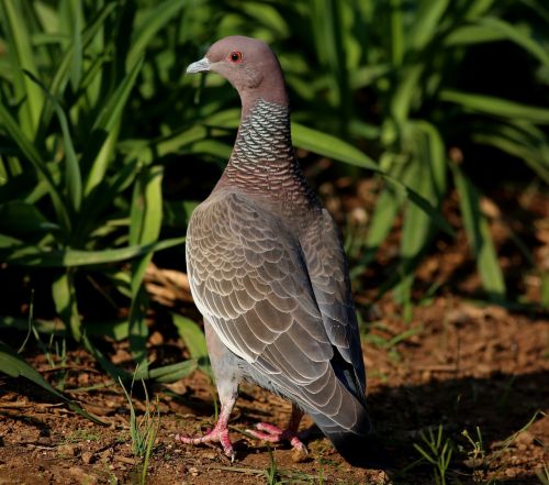 Pataginas, Picazuro, Paukštis, Puiku, Laukiniai, Brasileira, Vaikščioti, Ant Grindų