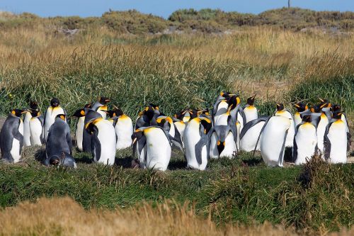 Patagonia, Pingvinas, Gyvūnai, Karališkasis Pingvinas