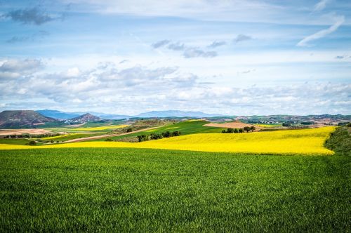 Kelias, Laukas, Auginimas, Pavasaris, Kraštovaizdis, Žemdirbystė, Plantacija, Žalias