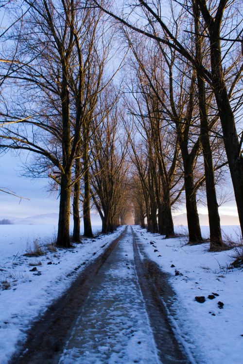 Kelias, Medžiai, Sniegas, Žiema, Slovakija, Gamta, Šalis