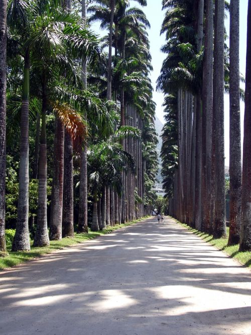 Kelias, Medžiai, Gamta, Botanikos Sodas, Rio De Žaneiras, Miškas
