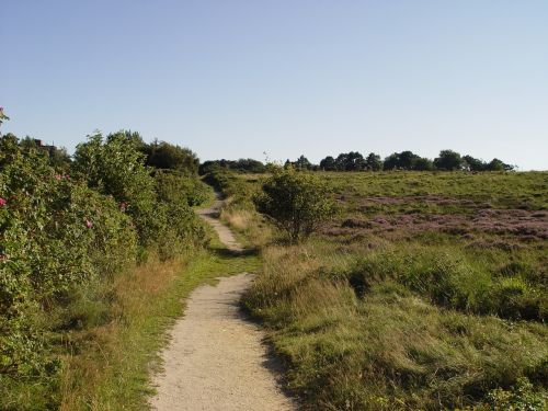 Kelias, Heathland, Sylt, Kraštovaizdis