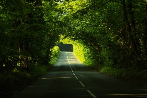 Kelias,  Miškas,  Dorsetas