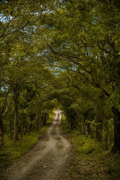 Kelias, Medžiai, Žemė