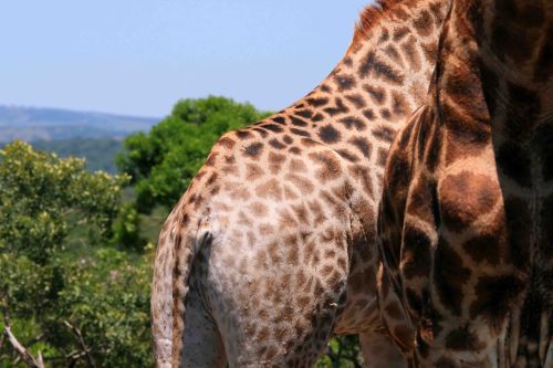Žirafa,  Gyvūnas,  Žaidimas,  Backside,  Sėdmenis,  Uodega,  Modeliai,  Skirtumas,  Šviesa,  Tamsi,  Modeliai Suaugusiems Ir Jauniems Žirafams