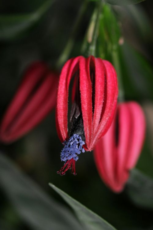 Pavonia Multiflora, Triplochlamys Multifora, Gėlė, Raudona, Makro, Pavasaris, Gamta
