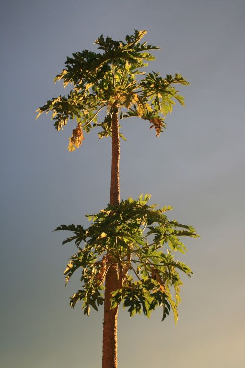 Pawpaw, Atogrąžų, Subtropinis, Augalas, Medis, Ekologiškas, Žemdirbystė, Lauke, Aplinka, Bagažinė, Lapai, Filialai, Gamta