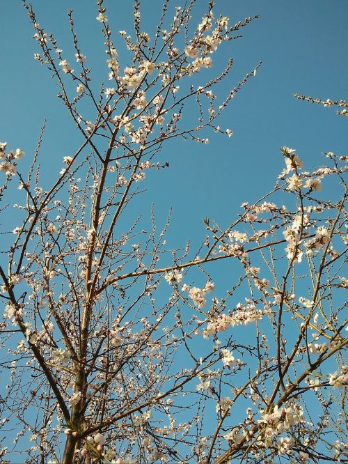 Persikų Žiedas, Medis, Pavasaris