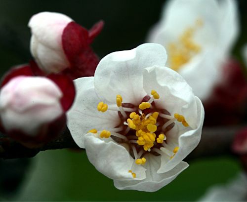Persikų Gėlė, Pavasaris, Žydintis Medis