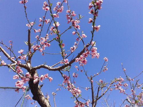 Persikų Gėlės, Medis, Pavasaris