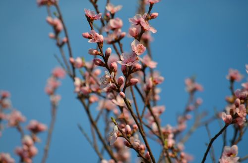 Persikų Gėlės, Pavasaris, Rožinis